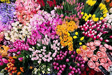 《瘟疫传说：安魂曲》上架Steam 首批截图发布